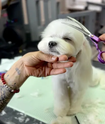 BARON GROOM - Salon Pielęgnacji Zwierząt